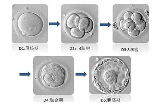 胚胎发育过程图