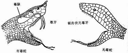 夏天到了户外活动时被蛇咬伤该怎么办
