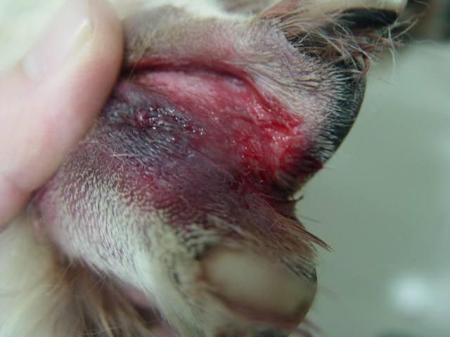 趾间囊肿并不以囊肿表现 实际以肉芽肿为特征的多行性小结节 狗狗发病