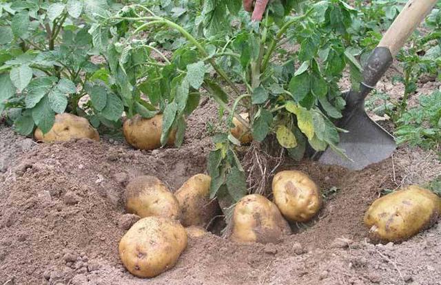 土豆根茎块膨大剂哪个肥料