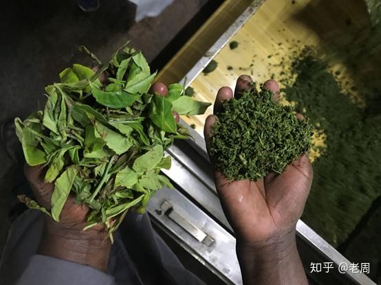 肯尼亚工厂如何制作红碎茶?