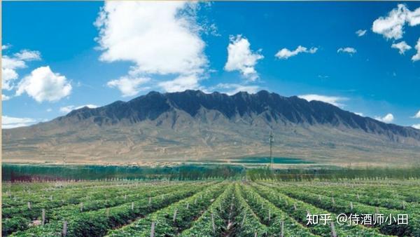 贺兰山东麓的酒庄会是中国酒饮新势力