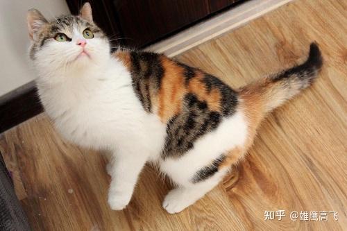 3,玄猫——镇宅辟邪天下所有猫的耳朵都只有两只,唯独简州猫有四只
