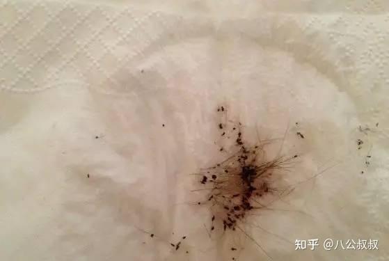 跳蚤屎/图片来源:bing