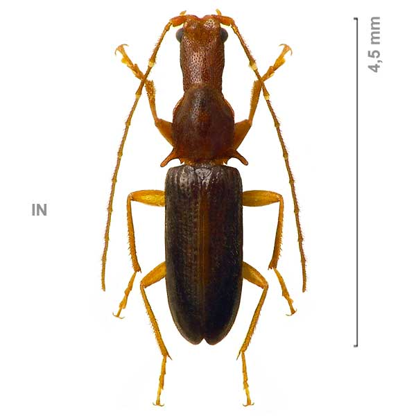 podabrocephalus sinuaticollis pic, 1913 纤颚甲科 podabro