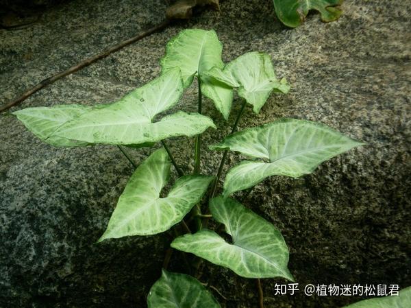白蝶合果芋,叶盾形,浅白色,叶缘具绿色条块和斑纹,叶柄长.