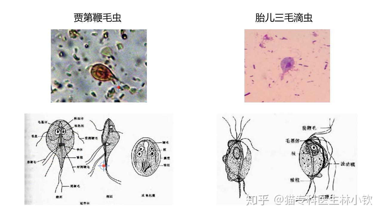 猫寄生虫系列贾第鞭毛虫感染20主要引起慢性腹泻软便血便腹泻稀便