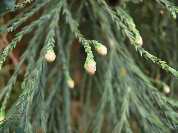 巨杉的雄球花.图片:thereidshome / wikimedia