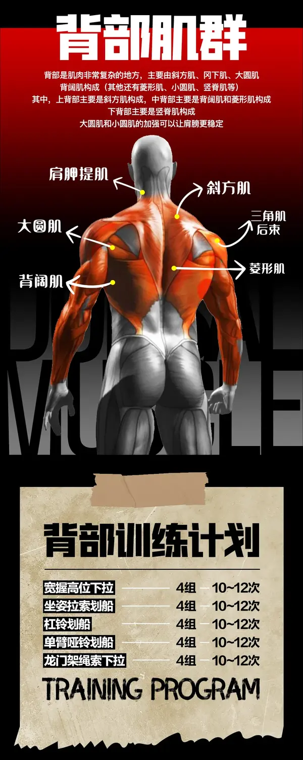 5个超高效的背部动作,打造强悍背肌!