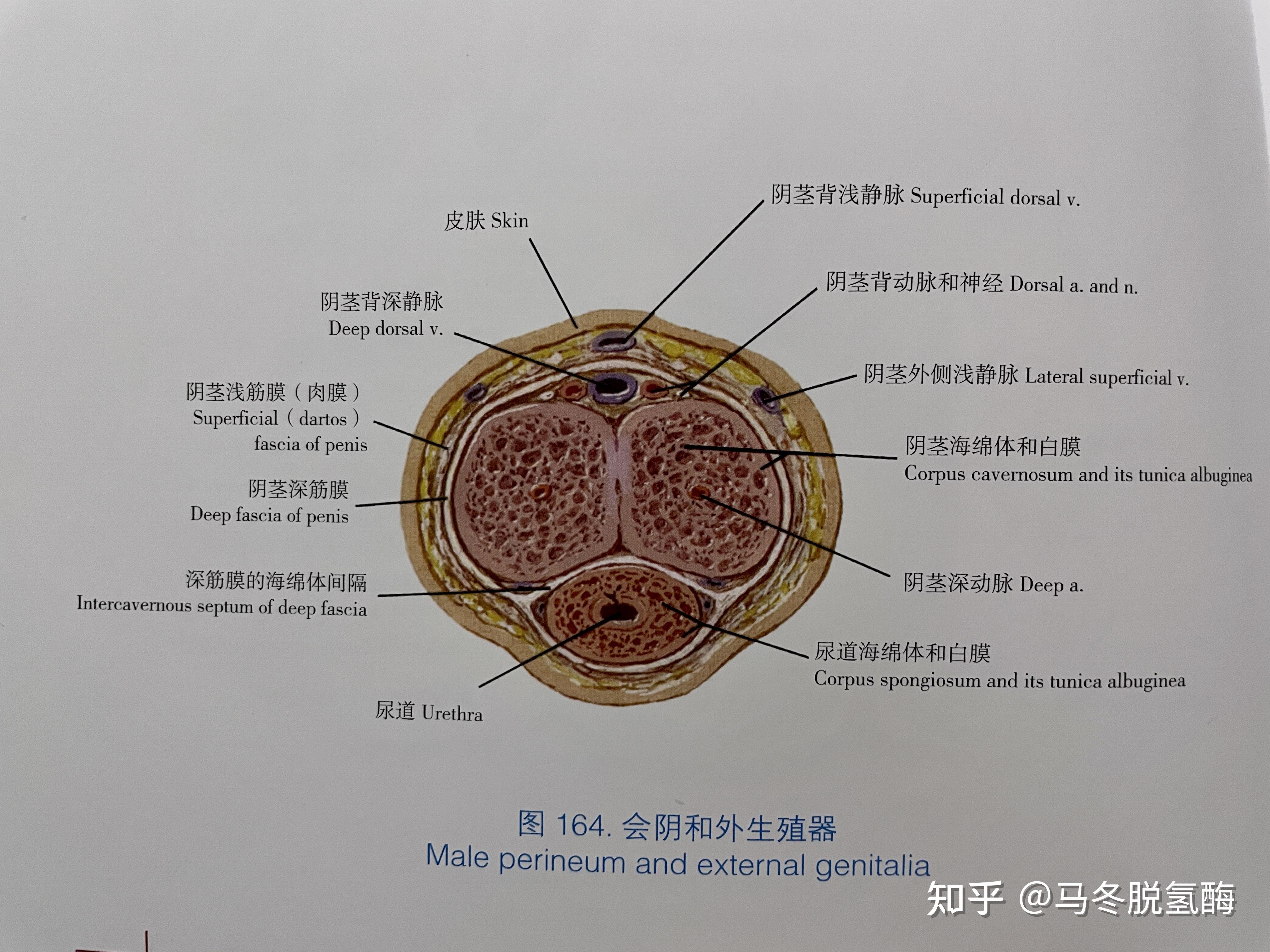 先上图吧增粗篇图一和图二主要是阴茎及海绵体的结构,可以发现 是由两