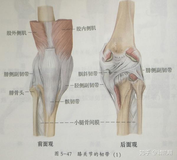 腓侧副韧带:从外侧加固关节,并限制膝关节过伸 腘斜韧带:从后方加固