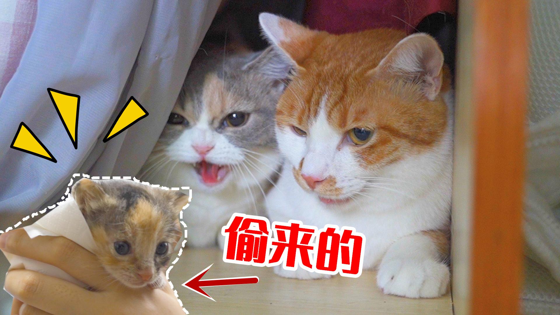 【小奶猫】小母猫突然长出小丁丁变身弟弟之谜解开了!