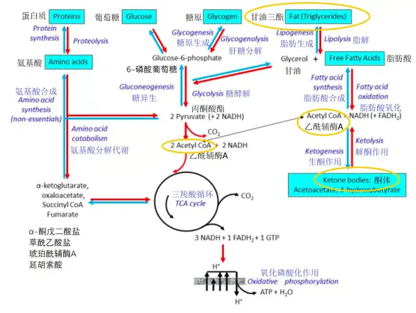 蛋白质,葡萄糖,脂肪的代谢示意图