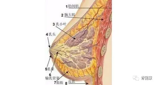 从胸部的解剖学特征来看,它是附着于我们胸肋部位的一个特殊存在