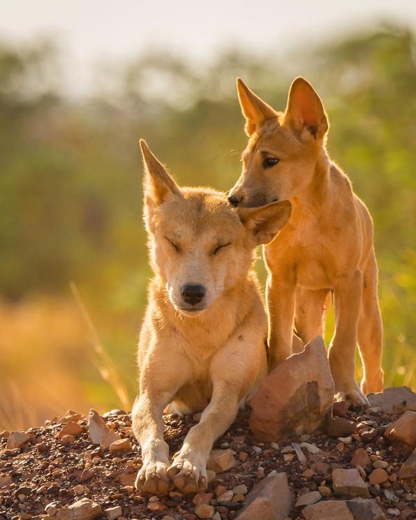 澳洲野狗--生态系统守护者