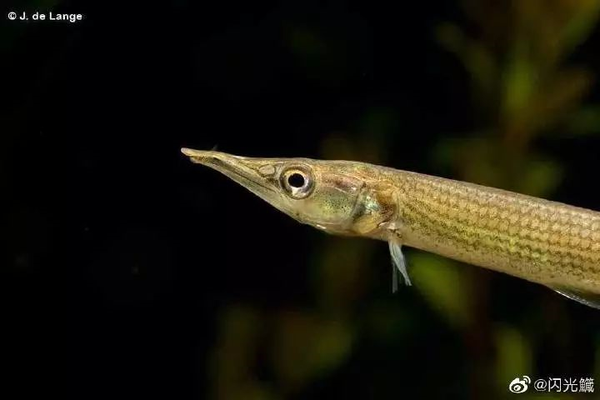 钝吻魣脂鲤(ctenolucius hujeta)头部特写