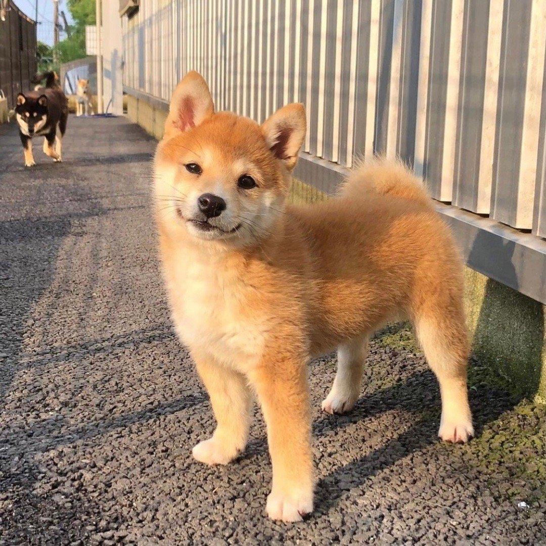 柴犬幼犬应该怎么饲养呢?有哪些方法?