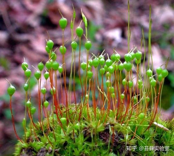 关于苔藓植物的孢子体