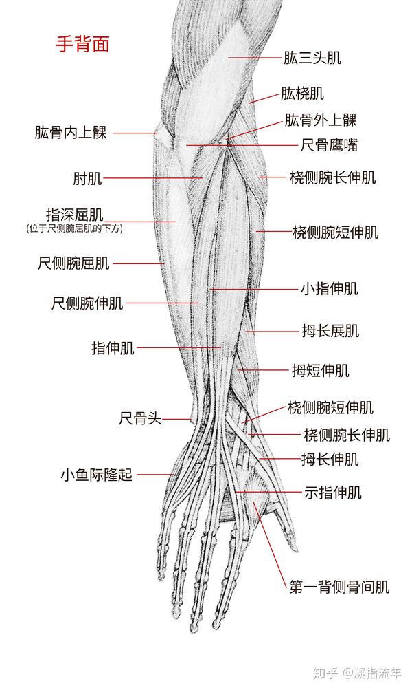 坚持学画:人体结构之肌肉部分——前臂和手