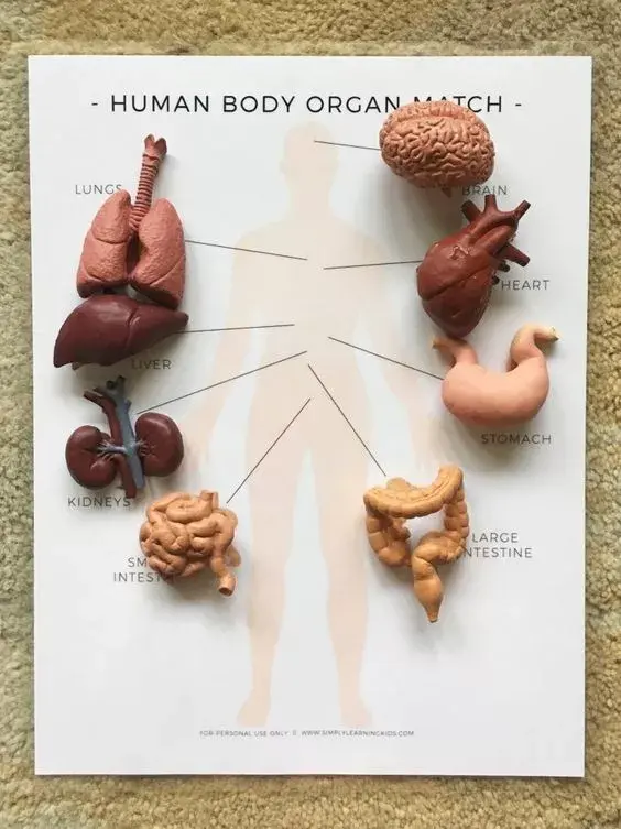 这是一篇来自心肝脾肺肾的凶猛暴击