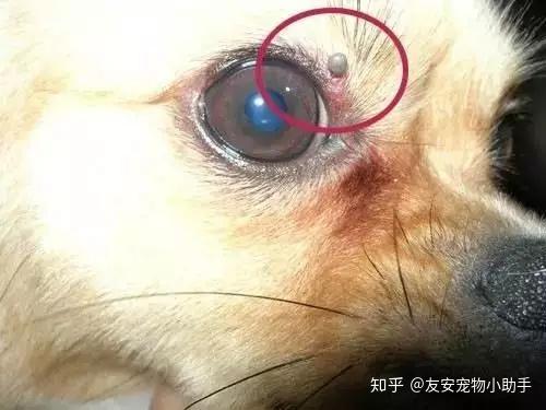 犬猫体外寄生虫—蜱虫(人畜共患疾病)