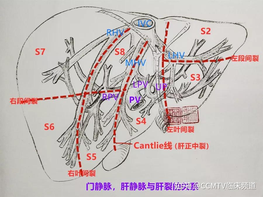 01 让肝胆解剖关系变得清晰简单,一看就会