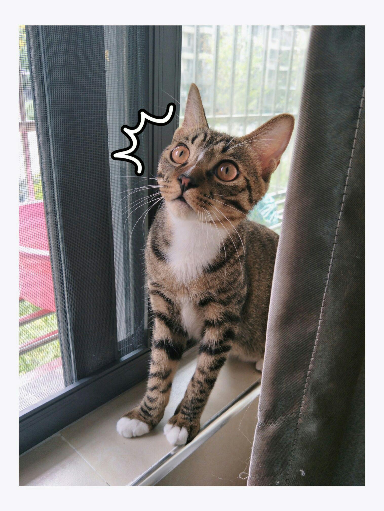 自己养的猫做的哪些最为让你惊艳神器觉得?dnf奶表情图搞笑爸三图片