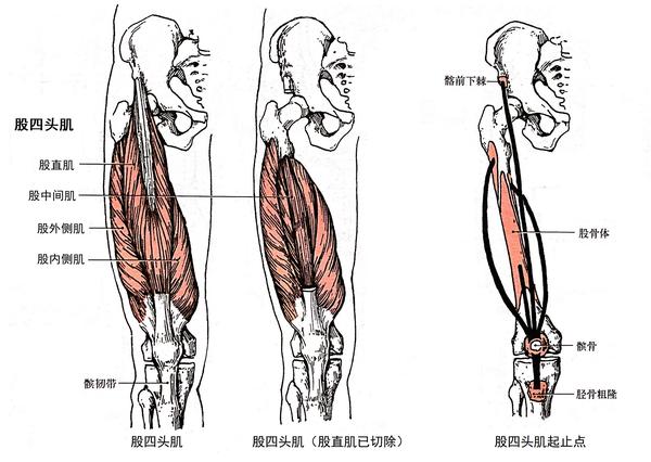 人体肌肉老大哥——股四头肌