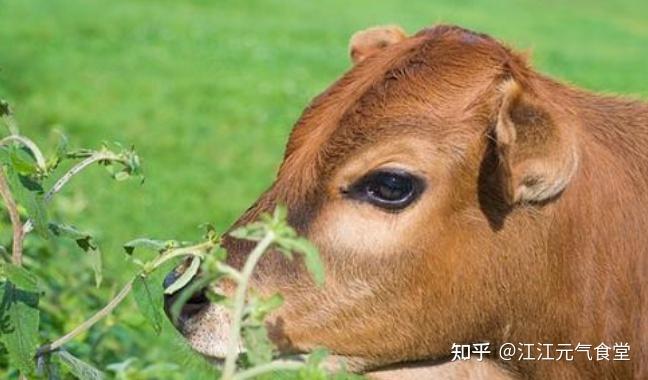 草饲牛排vs谷饲牛排到底哪种牛排更值得买