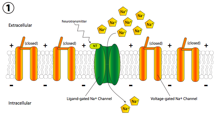 动作电位(action potential)