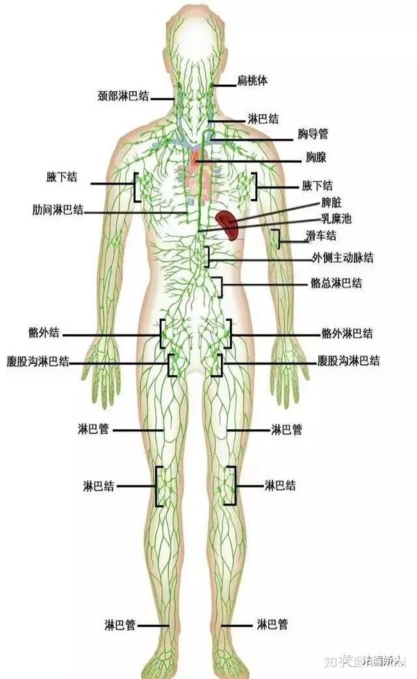 2,淋巴系统是由淋巴结,淋巴液,淋巴管及器官和腺体(如扁桃腺,脾脏及