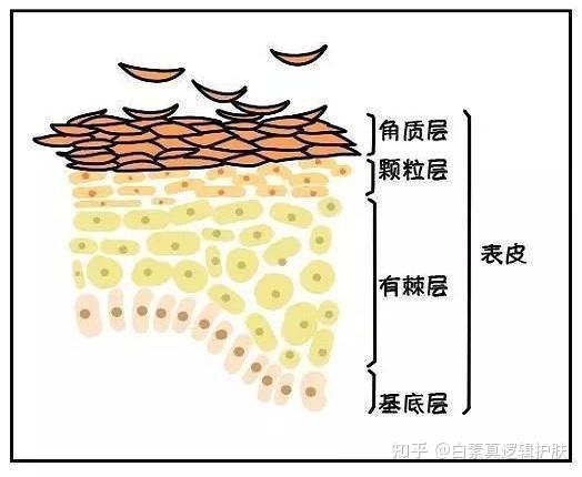 角质细胞也跟你我他一样,在不断老化,所以,角质细胞也分两种,一种是