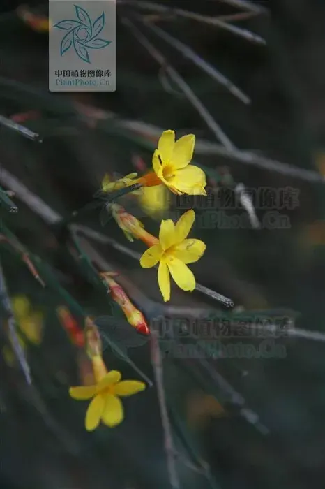 【节气物种日历】雨水(2月19日~3月4日)迎春花