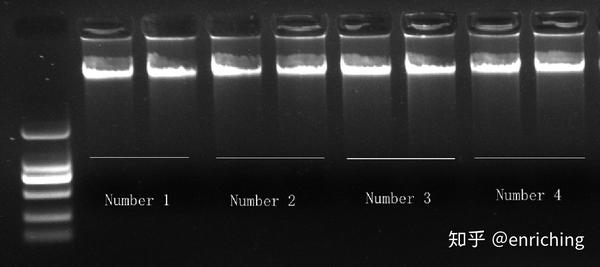 4种血样的基因组dna胶图