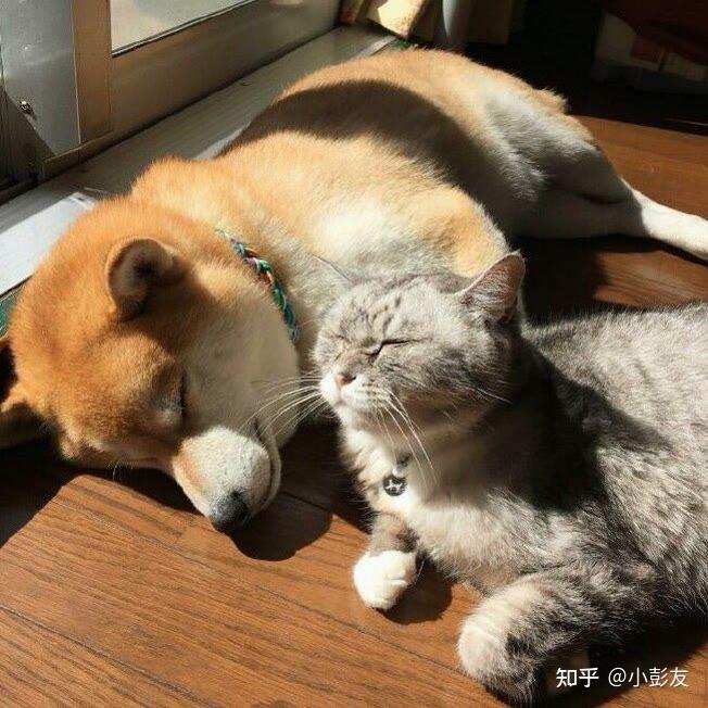有什么可爱的小动物头像