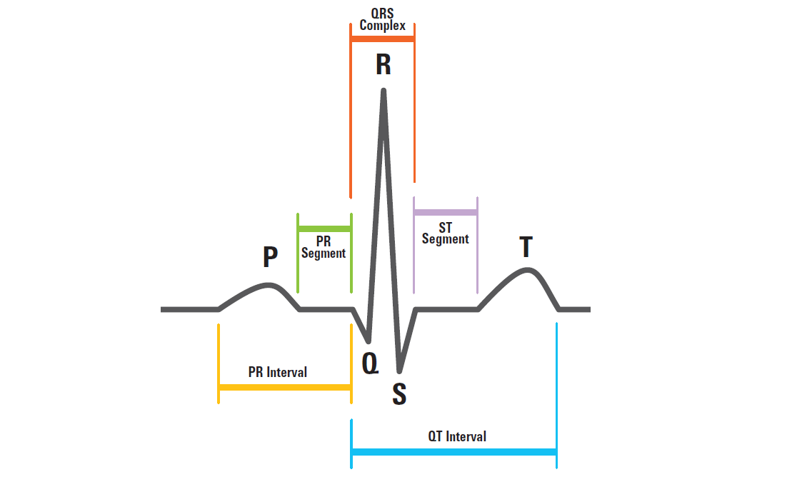 如何生成复杂的心电图(ecg)波形?