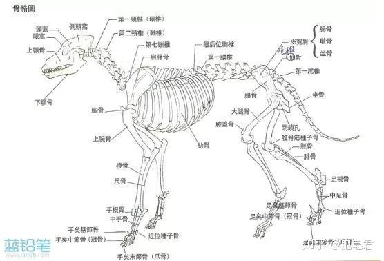 犬科动物绘制教程狼与狗的画法