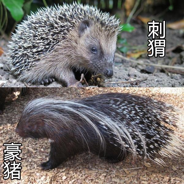 豪猪 porcupine 是一种分布很广的夜行性动物,经常会有人把它和刺猬