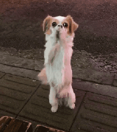 他开车被流浪狗挡住去路弄清真相后不禁感谢它救了我一命