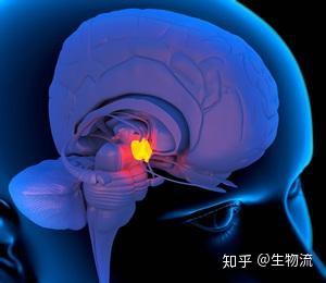 神经元之间的隧道——电突触