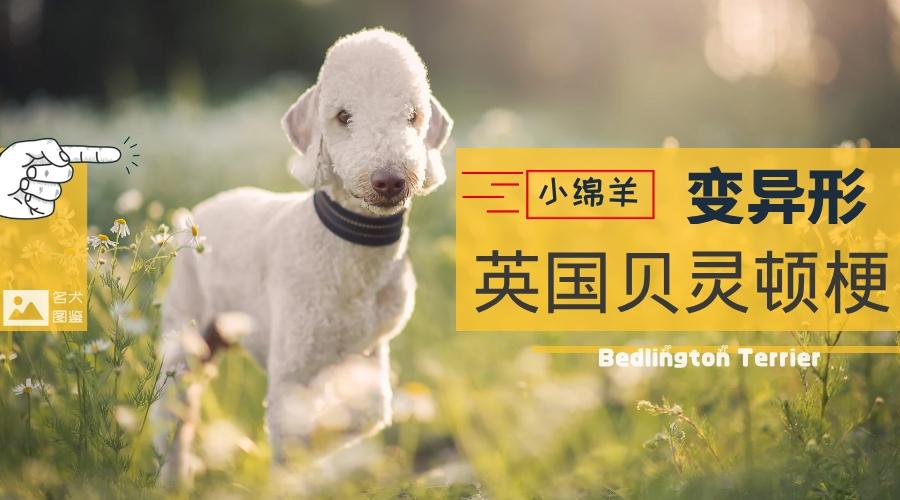 贝灵顿梗秒变异形的小绵羊