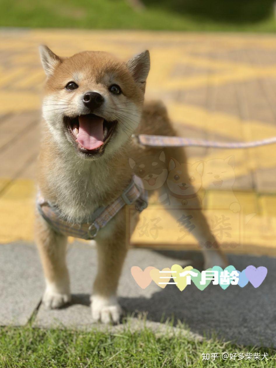 一只柴犬从小到大的变化会有多大?