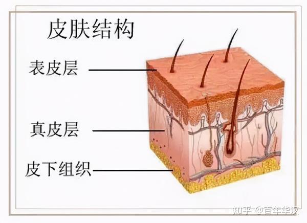 你知道皮肤主要分为几层吗