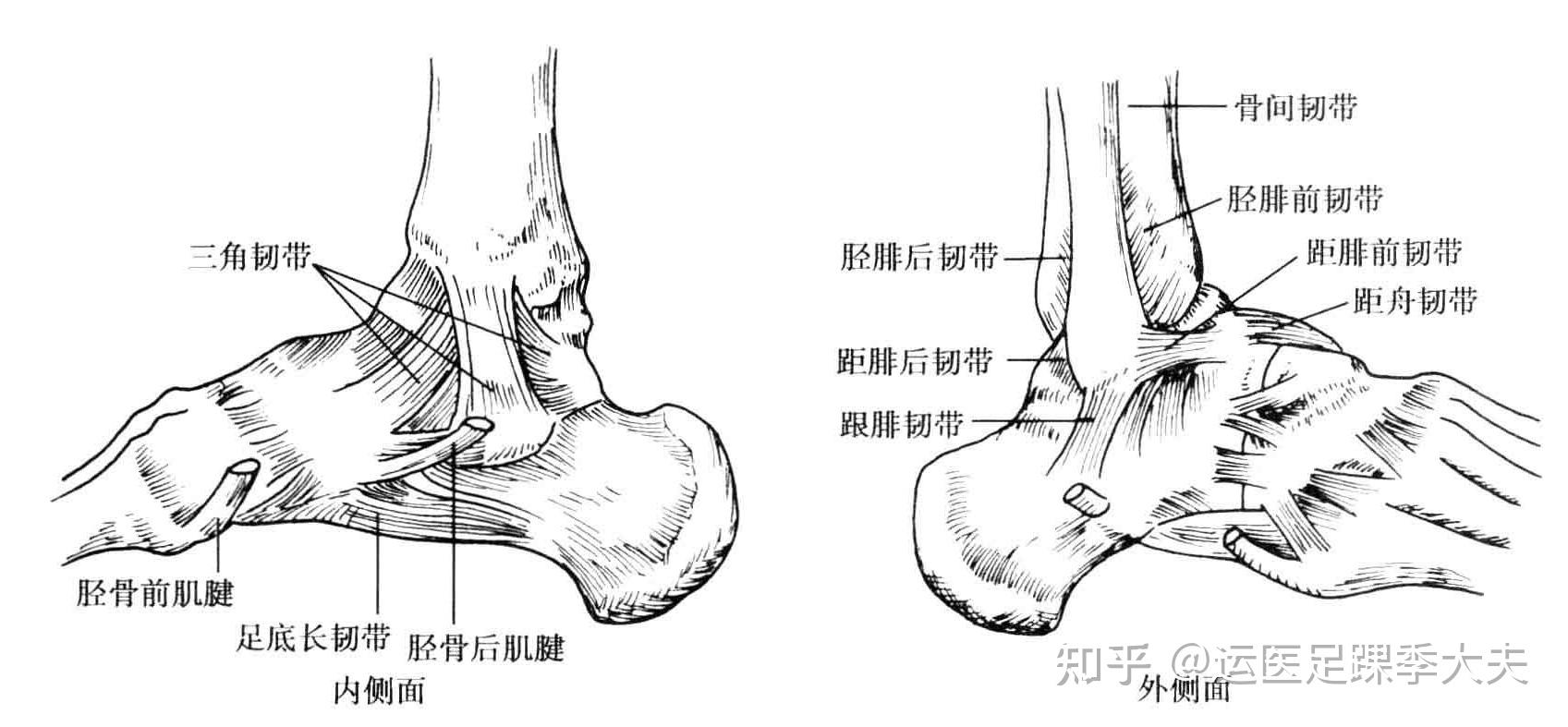 我上邻胫腓骨,下接距骨,跟骨,舟状骨和跗骨,后方还有粗大的跟腱,可以