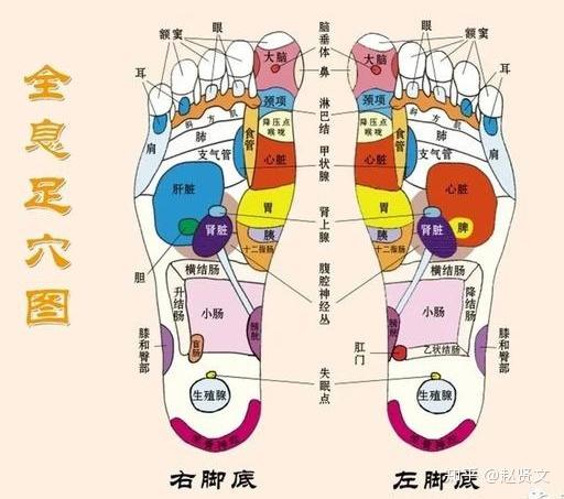 4,足背外侧全息图