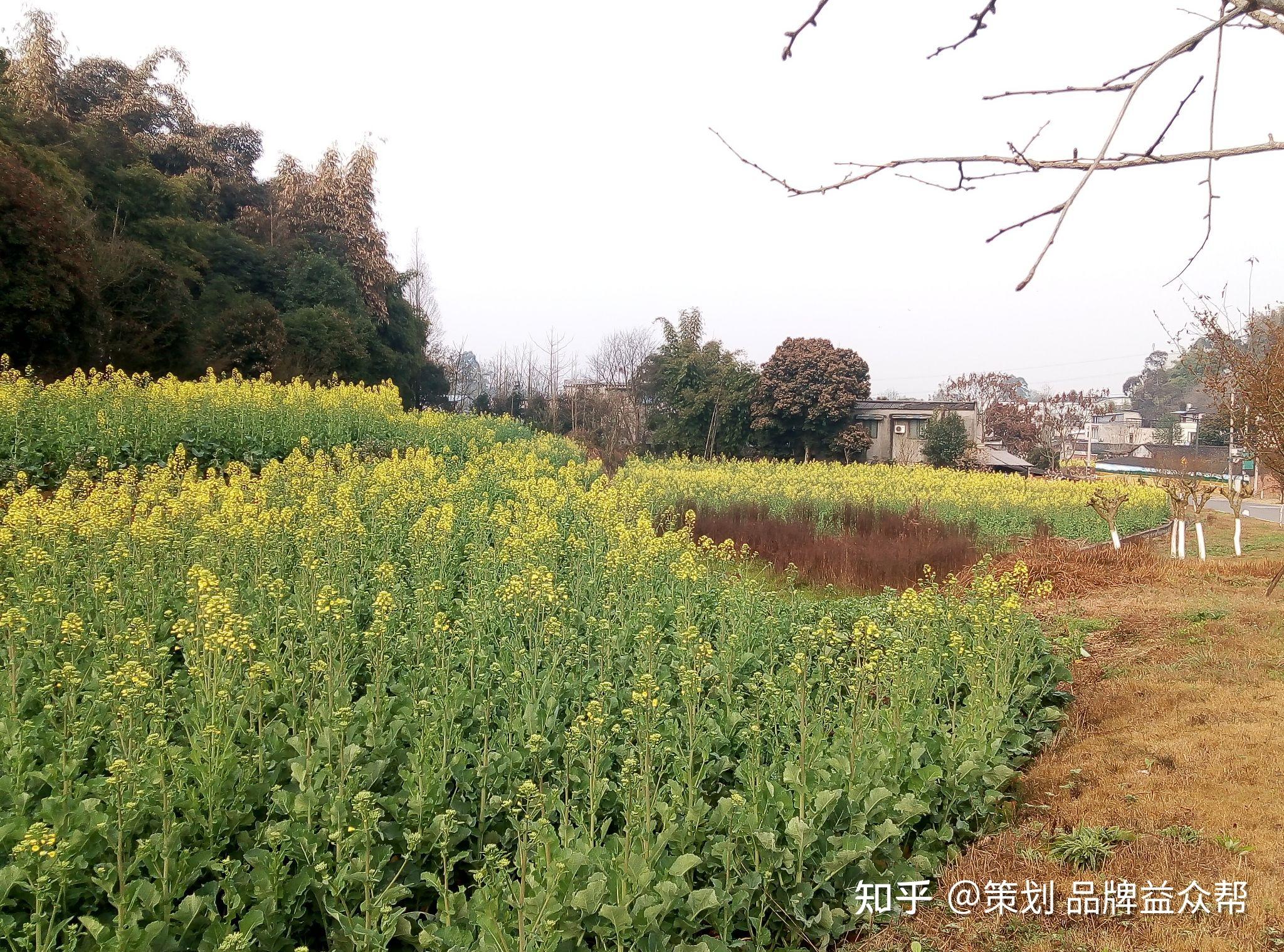 春天漂亮的乡村油菜花自然风景图片油菜花自然风光图片8张壁纸拍摄