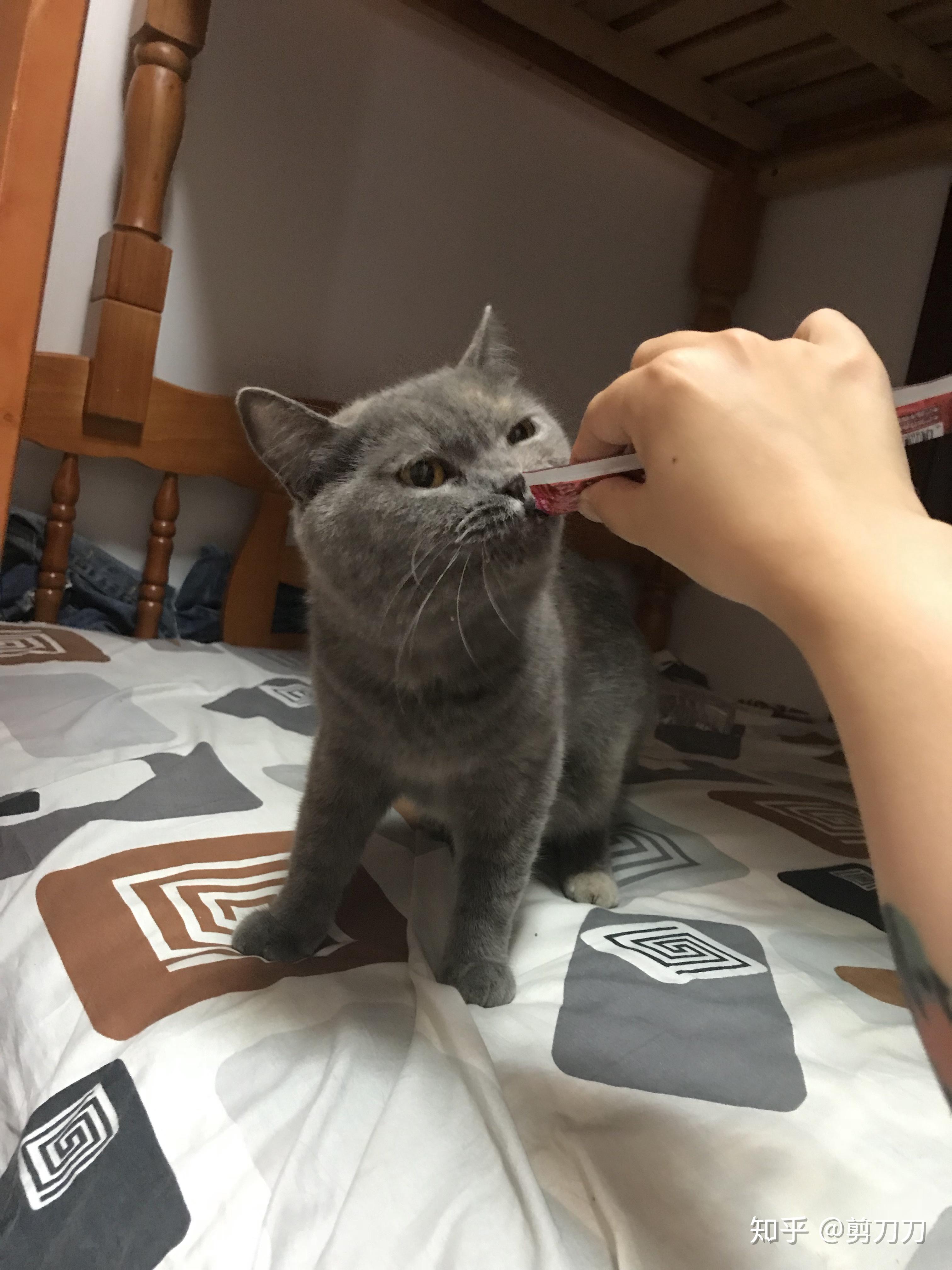 有没有人养蓝乳英短有没有好看的蓝乳色英短的图呀