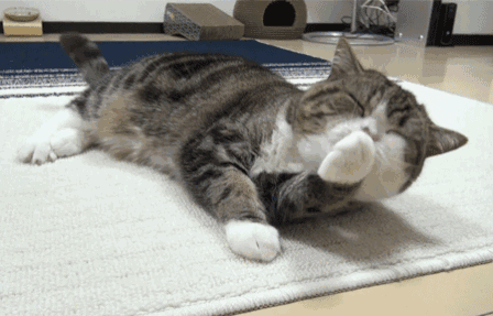 春节留守猫咪生存指南