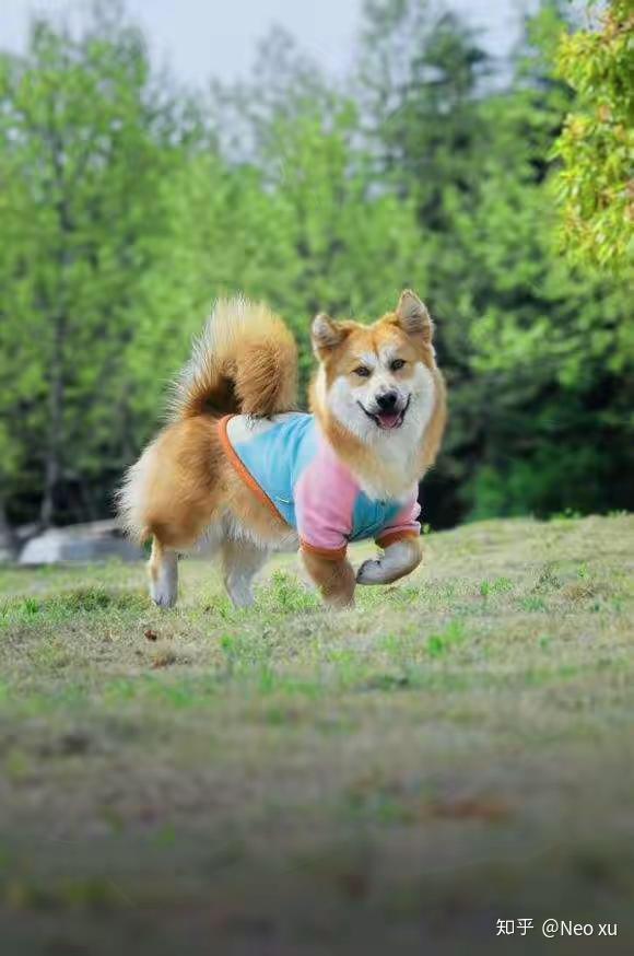 柯基跟柴犬杂交会产生啥?