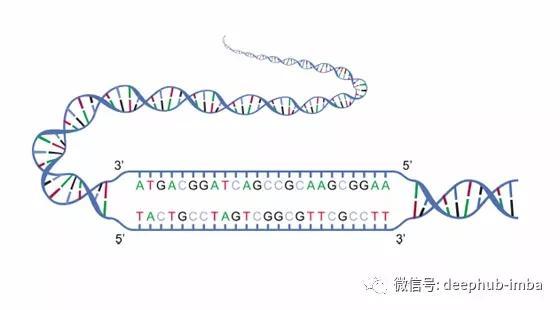 biopython是python模块的集合,这些模块提供处理dna,rna和蛋白质序列